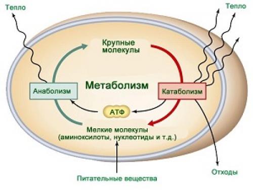 Препараты ускоряющие метаболизм и выведение липидов из организма. Препараты для ускорения и улучшения метаболизма