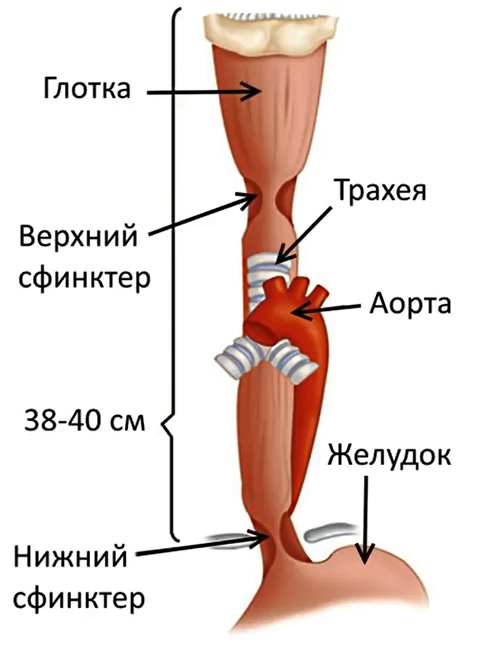 Пищевод