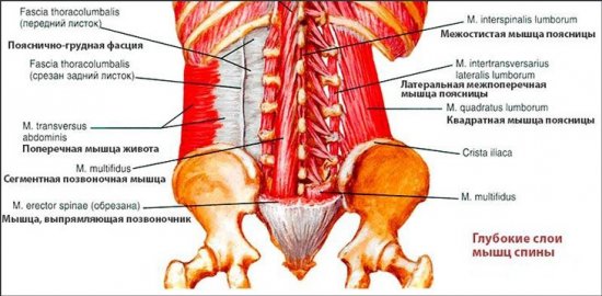 Мышцы спины