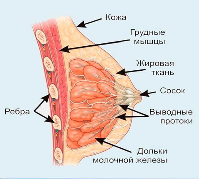 Строение женской груди