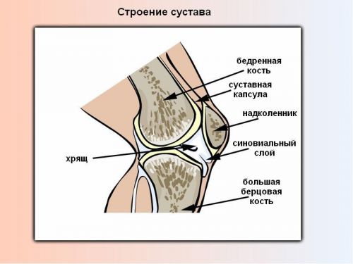 Коленный сустав