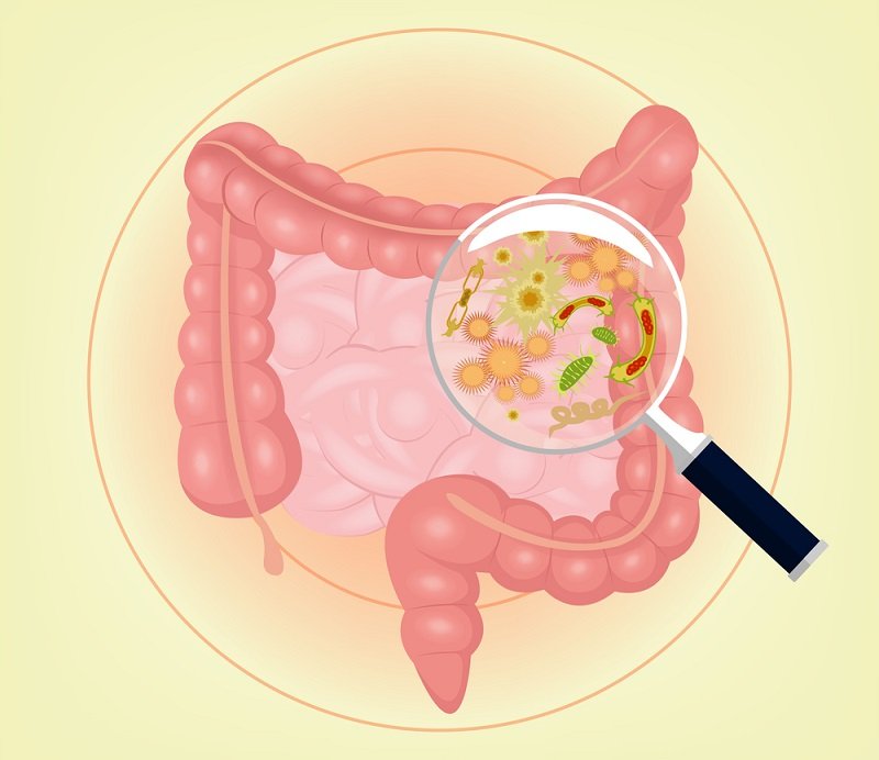 как нормализовать работу кишечного тракта