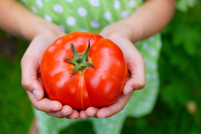 почему нельзя есть помидоры при болезни почек