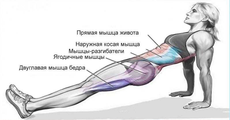 мышцы тела 