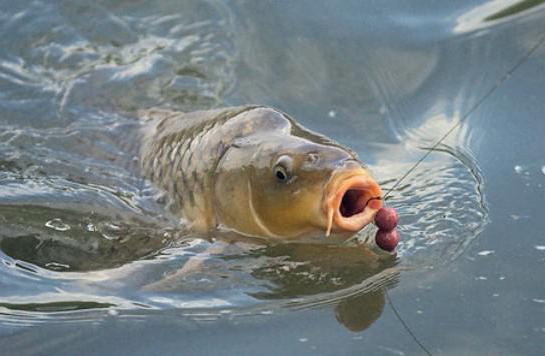 carp calorie per 100 grams