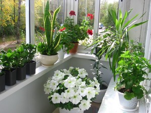 Особености домашних растений
