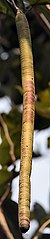 Amaltas Fruit Im IMG 3401.jpg
