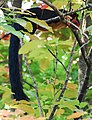 Malabar giant sqirrel2.jpg