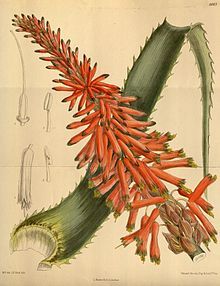 Aloe arborescens (4385229782).jpg