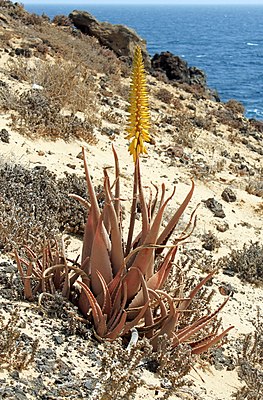 Aloe vera Lanzarote.jpg