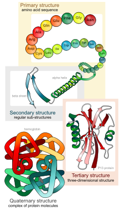 Структура белков