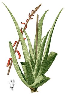 Aloe vera Lanzarote.jpg