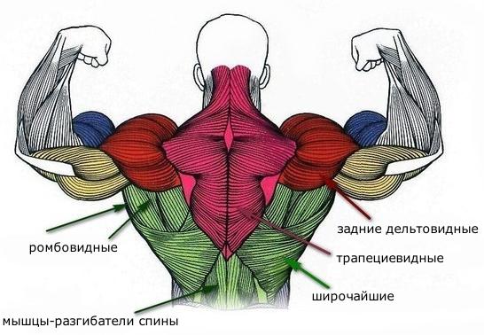 Мышцы спины