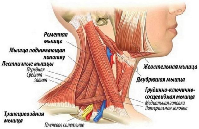 Мышцы шеи