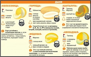 Чем полезна дыня? сорта