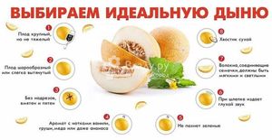 Дыня польза и вред, состав, калорийность