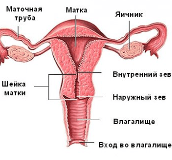 Строение матки и шейки матки