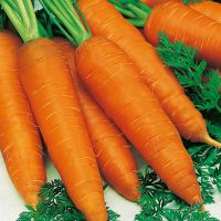 сколько калорий в свежей моркови
