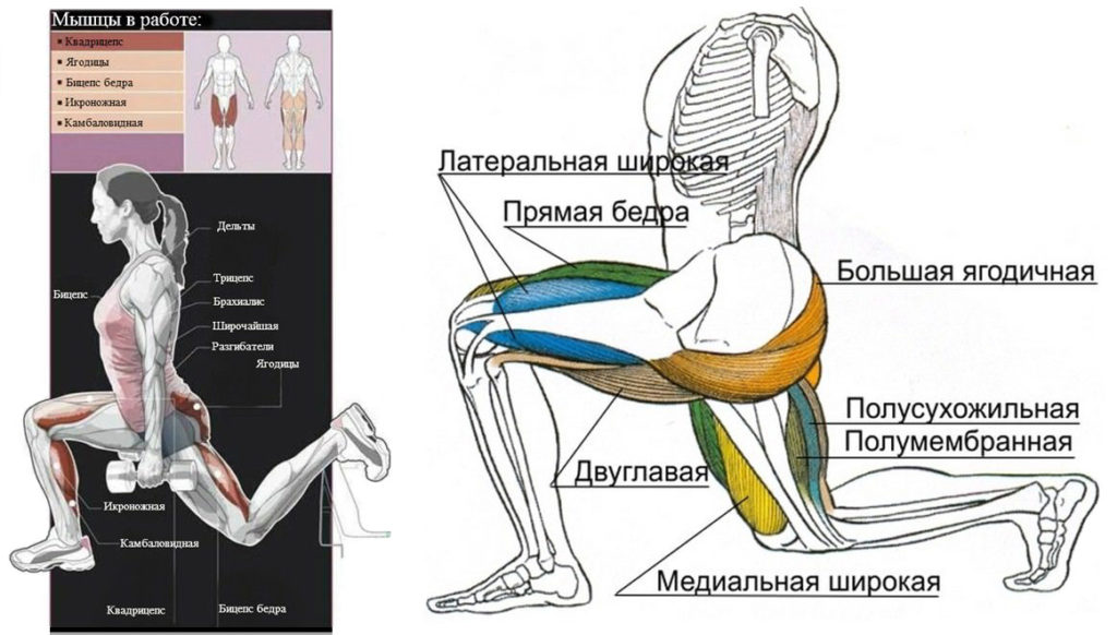Какие мышцы качают болгарские выпады