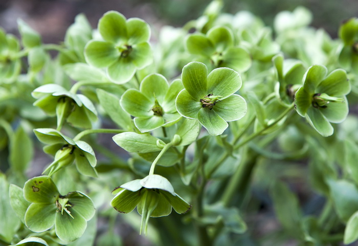 Caucasian hellebore