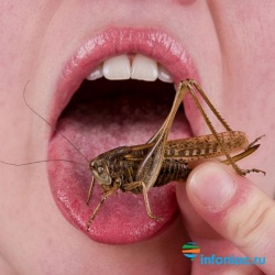 Хитиновая диета: едим насекомых для похудения
