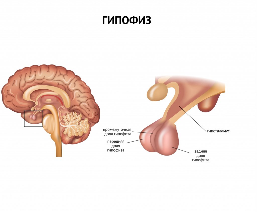 Гипофиз.jpg