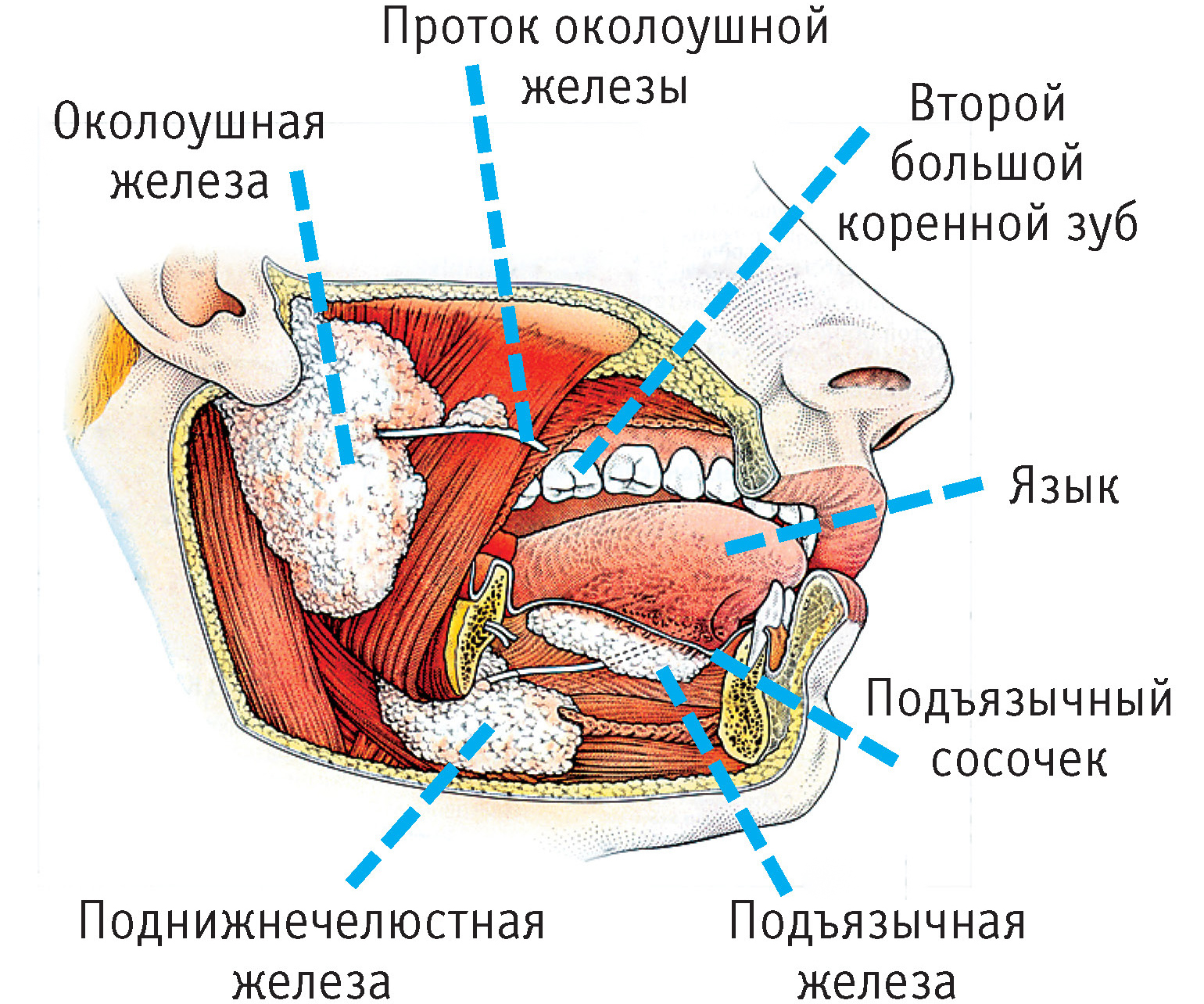 слюнные железы