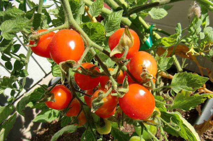 калории в помидорах свежих