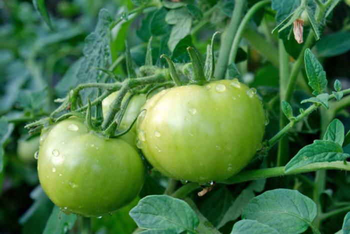 калории в помидорах и огурцах