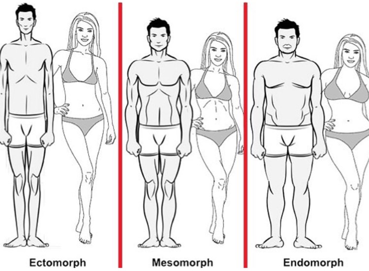 Три вида телосложений