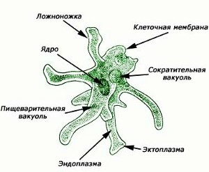 Строение амебы