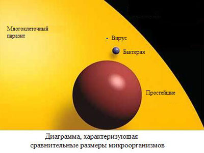 Разнообразие простейших