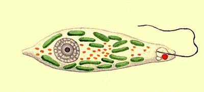 Эвглена зеленая (Euglena viridis)