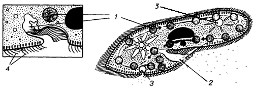Рис. 5.2 Питание инфузории туфельки.  1 - пищеварительные вакуоли; 2 -ротовое отверстие;  3 - порошица; 4 - реснички; 5 - сократительная вакуоль.. 