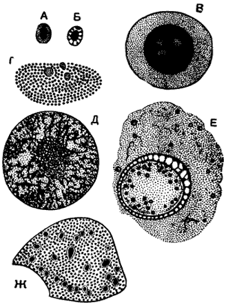 Рис. 7.1 Ядра различных простейших:  А — микронуклеус инфузории Paramecium aurelia; Б — жгутиконосец Trypanosoma brucei, В — амеба  Amoeba sphaeronuclei; Г — панцирный жгутиконосец Ceratium fuscus; Д — радиолярия Aulacantha  scolymantha: Е — макрогаметд кокциди  Aggregate eberthi; Ж — макронуклеус инфузории Epidinium ecaudatum. 