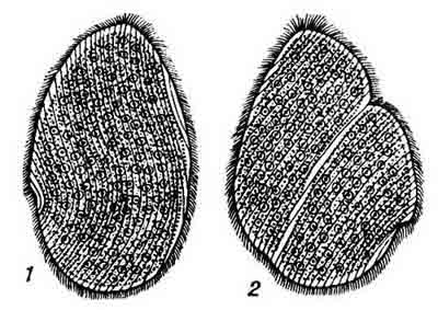 Паразитический жгутиконосец из задней кишки  лягушки Opalina ranarum. Видно большое количество  жгутиков и ядер. 1 — неделящаяся особь; 2 — деление, борозда проходит косо по отношению к длинной  оси простейшего.