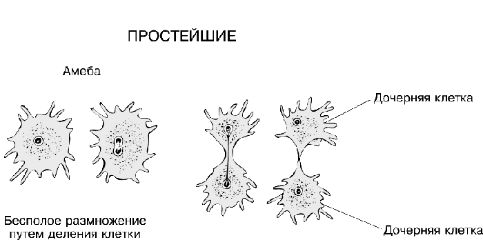 7.2 Бесполое размножение амебы 