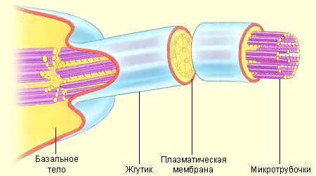 Строение жгутика протиста