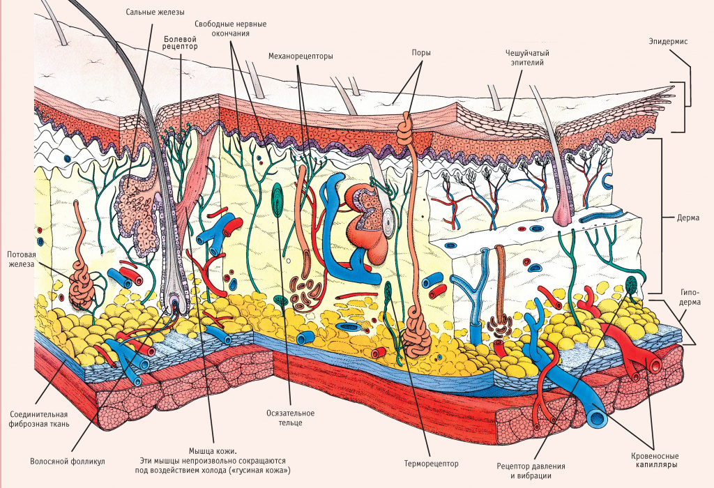 строение кожи без расшифровки эпидермиса