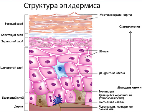 epidermis_строение.jpg