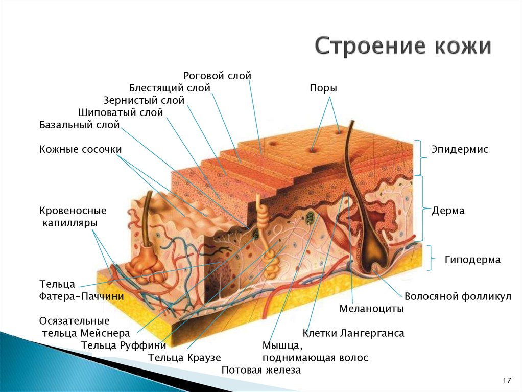 строение кожи с расшифровкой эпидермиса.jpg