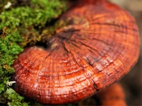 Полезные свойства гриба рейши, его вред