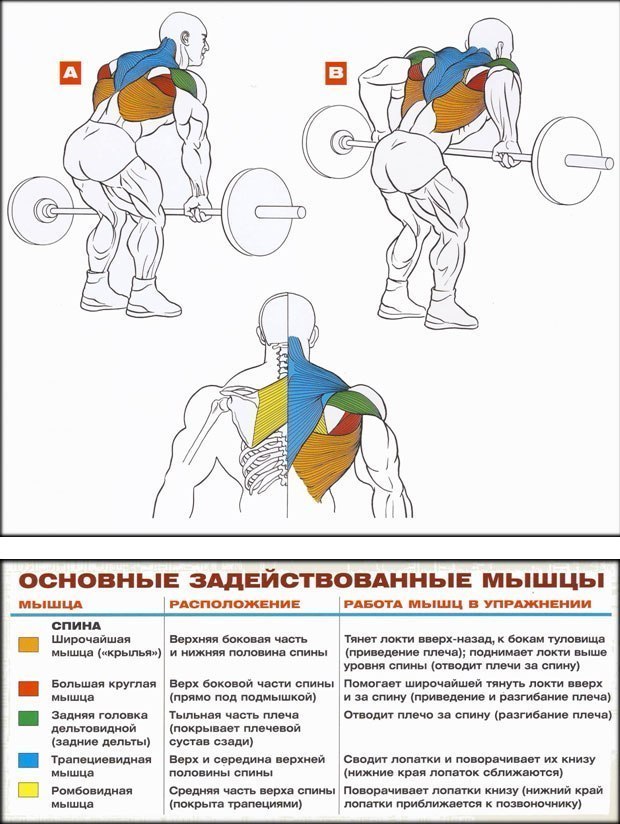 тяга штанги в наклоне